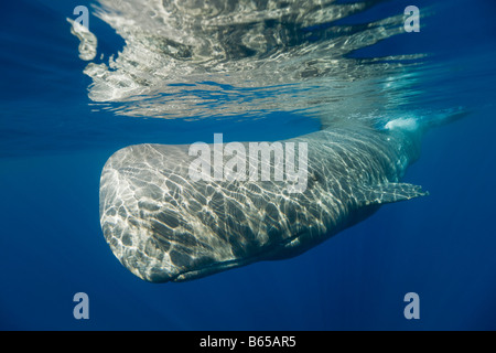 Pottwal Physeter Catodon Azoren Atlantik Portugal Stockfoto