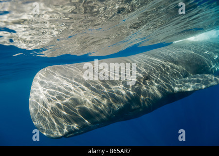 Pottwal Physeter Catodon Azoren Atlantik Portugal Stockfoto