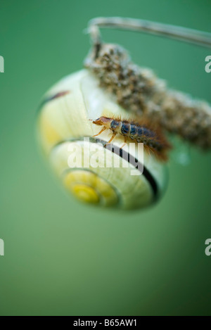 Weißlippen-Schnecke mit Insekt kriecht auf der Schale Stockfoto