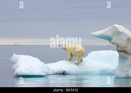 Eisbär Ursus Maritimus klettert auf einen Eisberg, schwebend in der Beaufortsee arktischen Ozean vor der Küste Alaskas Stockfoto