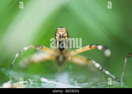 Gelb-Garten (Argiope Aurantia) Spinnen Spinnennetz, Schwerpunkt Spinndrüse Stockfoto