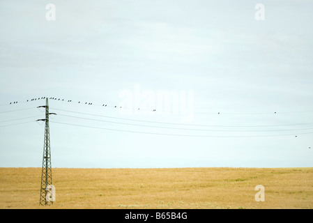 Stromleitung über Feld, Draht Vögel hocken an der Spitze Stockfoto