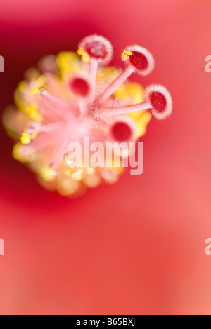 Hibiskus, Nahaufnahme, Draufsicht Stockfoto