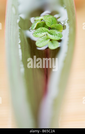 Blätter im Wasser schalenförmig in Palmblatt, selektiven Fokus Stockfoto