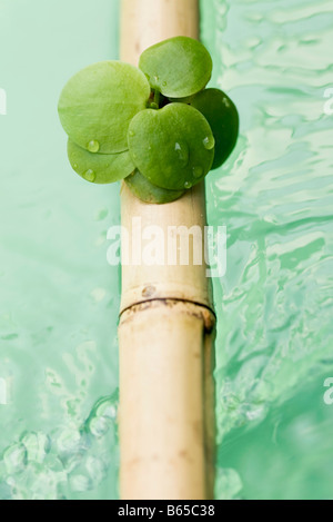 Blätter auf Bambusstab verlängert über Wasser Stockfoto