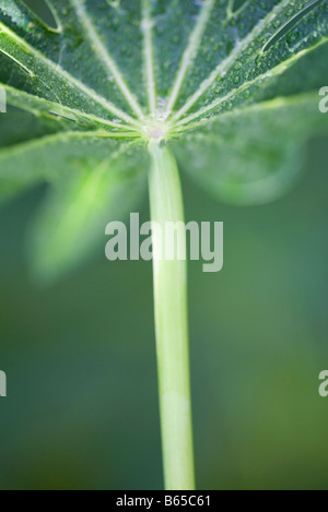 Maniok-Blätter, close-up Stockfoto