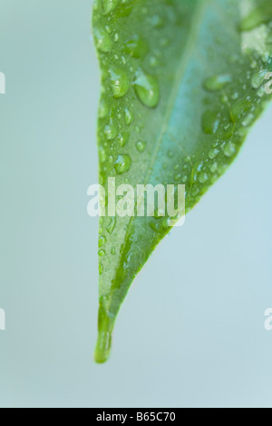 Blatt mit Wassertropfen bedeckt Stockfoto