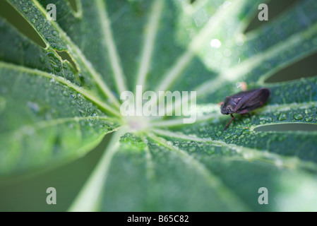 Kleine Insekten kriechen über Tautropfen geschnürt Maniok Blatt Stockfoto