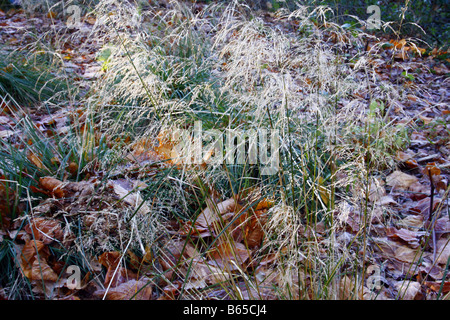 DESCHAMPSIA CESPITOSA GOLDTAU IN DECEMBER Stockfoto