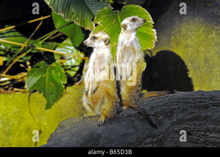 ERDMÄNNCHEN IM ZOO VON SINGAPUR Stockfoto