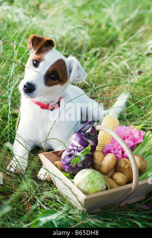 Jack Russel Terrier neben Korb mit frischen Produkten Stockfoto