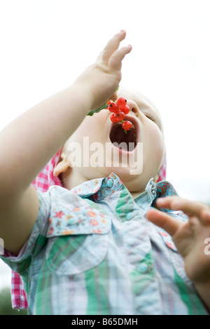 Kleines Mädchen mit offenem Mund für Bündel von roten Johannisbeeren Stockfoto