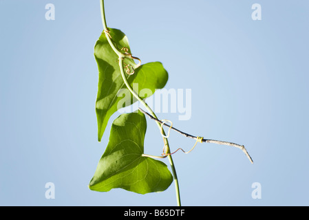 Zwei herzförmige Blätter auf Reben wachsen Stockfoto