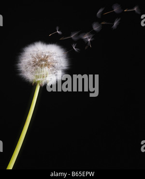 Löwenzahnsamen Blowing in the Wind Stockfoto