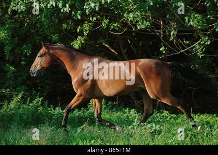 Bucht Pferd laufen Stockfoto