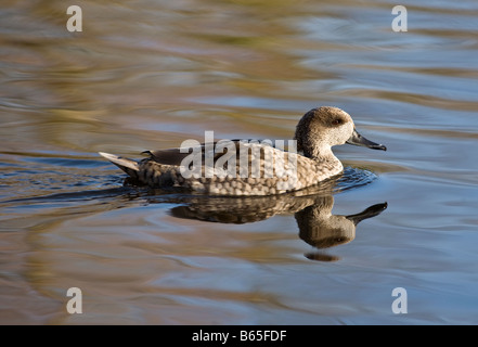 Marbled Teal Marmaronetta angustirostris Stockfoto