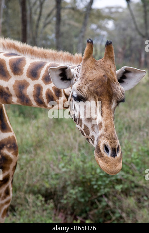 Langata Giraffe Center Nairobi Kenia Afrika Stockfoto