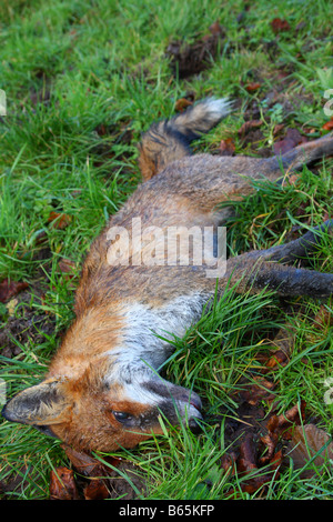 Ein toter Fuchs in der englischen Landschaft. Stockfoto