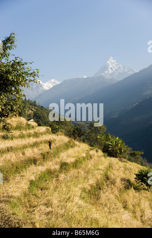 Fischschwanz Berg- und trekking von den Modi Flusstal nach Ghandruk Dorf im Bereich von Annapurna im Himalaya Felder Stockfoto