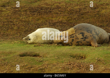 Kegelrobben, eine Mutter und Welpen. Stockfoto