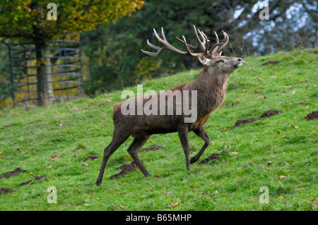Ein Hirsch Rothirsch (Cervus Elaphus) rauscht während der jährlichen Brunft bei Studley Royal Deer Park North Yorkshire UK Stockfoto