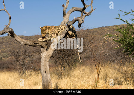 Ein Leopard, Fleisch zu essen, in einem Baum an der Africat Foundation Namibia Stockfoto