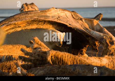 Eisbär Ursus maritimus adulte männliche Fütterung auf einem Rundwal Balaena mysticetus Kieferknochen 1002 Gebiet der Arctic National Wildlife Re Stockfoto