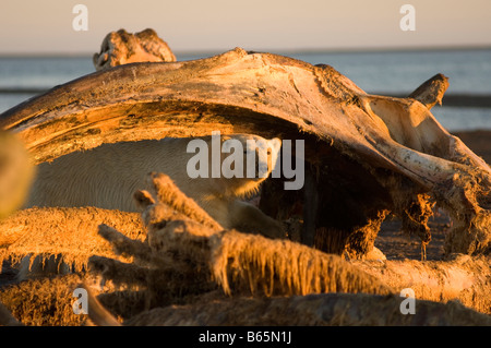 Eisbär Ursus maritimus adulte männliche Fütterung auf einem Rundwal Balaena mysticetus Kieferknochen 1002 Gebiet der Arctic National Wildlife Re Stockfoto