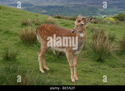 Damhirsch (Dama Dama) fotografiert in den Highlands von Schottland. Stockfoto