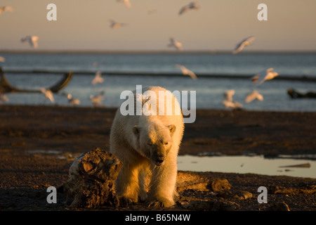 Eisbär Ursus maritimus erwachsener Männchen geht zurück ins Wasser, nachdem er ein Wal-Kadaver 1002-Gebiet des Arctic National Wildlife Refuge gefüttert hat Stockfoto