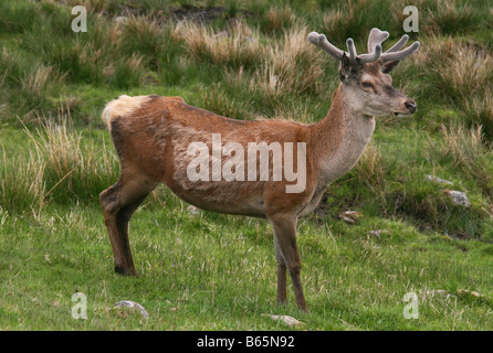 Rotwild - Cervus Elaphus in den Highlands von Schottland.  Hirsch mit seinem Geweih noch "im Velvet" Stockfoto