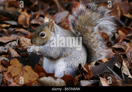 Grauhörnchen (Sciurus Carolinensis) unter das Herbstlaub Essen eine Erdnuss.  Aufgenommen im November. Stockfoto