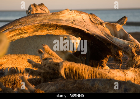 Eisbär Ursus maritimus adulte männliche Fütterung auf einem Rundwal Balaena mysticetus Kieferknochen 1002 Gebiet der Arctic National Wildlife Re Stockfoto