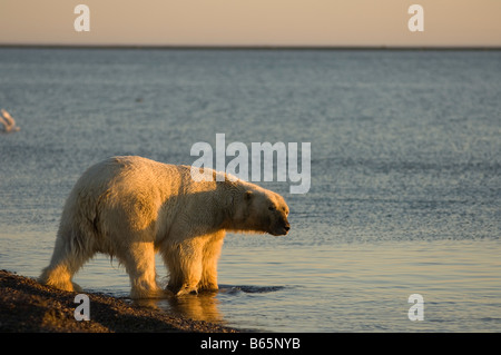 Eisbär Ursus maritimus erwachsener Männchen geht zurück ins Wasser, nachdem er ein Wal-Kadaver 1002-Gebiet des Arctic National Wildlife Refuge gefüttert hat Stockfoto