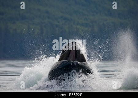 USA Alaska Buckelwal Impressionen Novaengliae stürzt bei der Blase net Fütterung in Frederick Sound Stockfoto