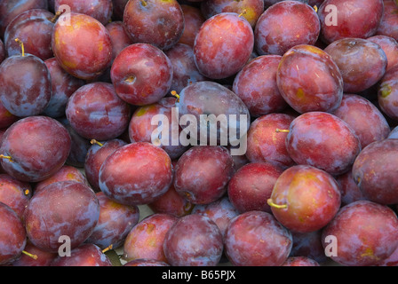 Pflaume Prunus Domestica Rose Pflanzen Rosengewächse Stockfoto