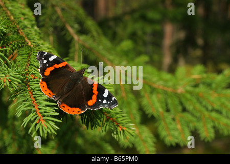 Red Admiral Schmetterling Vanessa Atalanta auf Fichte. Stockfoto