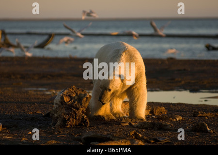 Eisbär Ursus maritimus, erwachsener Mann, der ein Stück Bowhead Wale 1002 im Arctic National Wildlife Refuge, North Slope, Alaska, USA, ernährt Stockfoto