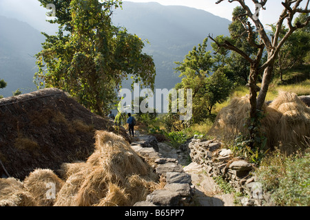 Schülerinnen und Schüler auf dem Weg hinunter in Richtung der Modi Flusstal Ghandruk Dorf, Annapurna Range im Himalaya, Nepal Stockfoto