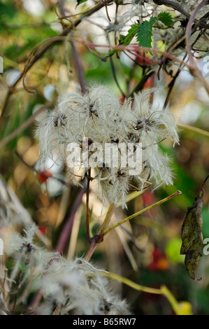 Clematis Vitalba Old Mans Bart Reisende Freude wilde Clematis zeigt Saatgut Kopf im Herbst / Herbst Stockfoto