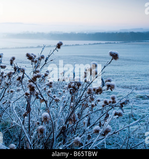 Gefrorene bieten am Rande von einem landwirtschaftlichen Hof-Feld in der Nähe von der Stadt von Wooler in North Northumberland, England Stockfoto