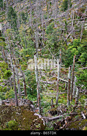 Bäume getötet durch Borkenkäfer der Unterfamilie Scolytinae Berg Rachel Bayerischer Wald Nationalpark Bayern Stockfoto