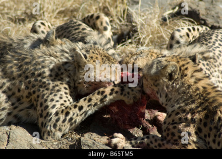 Eine Gruppe von Geparden, Acinonyx Jubatus, Fütterung in der Amani Lodge Namibia Stockfoto