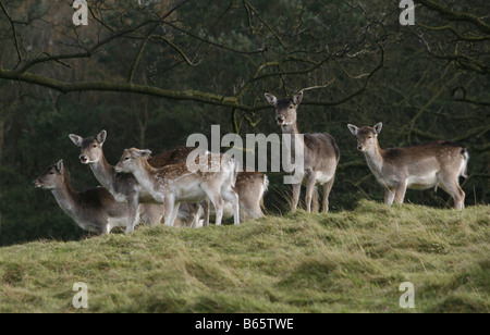 Herde Damhirsche Alarm telefonieren, rauer und dunkler im Winter zeigen wie ihre Mäntel gehen. Stockfoto