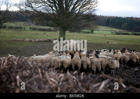 Ein Schaf, überragt die anderen Schafe, wie er auf die Fütterung Stift steht. Stockfoto