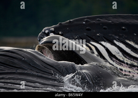 USA Alaska Detail der ventralen Falten im Hals der Buckelwal Impressionen Novaengliae Longe Fütterung auf Schulen von Hering Stockfoto