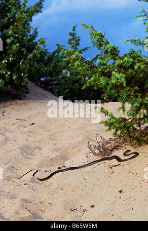 westlichen Peitsche Schlange inmitten der Dünen an der Küste von Circeo Nationalpark in Italien Stockfoto