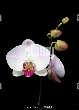 Weißer und rosafarbener Phalaenopsis-Orchideen auf schwarzem Hintergrund Stockfoto