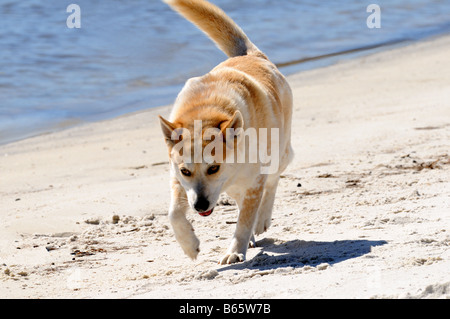 Australian Heeler genießen den Strand in Cedar Key, Florida. Stockfoto