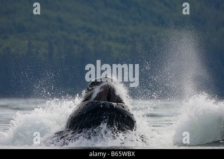 USA Alaska Buckelwal Impressionen Novaengliae stürzt bei der Blase net Fütterung in Frederick Sound Stockfoto